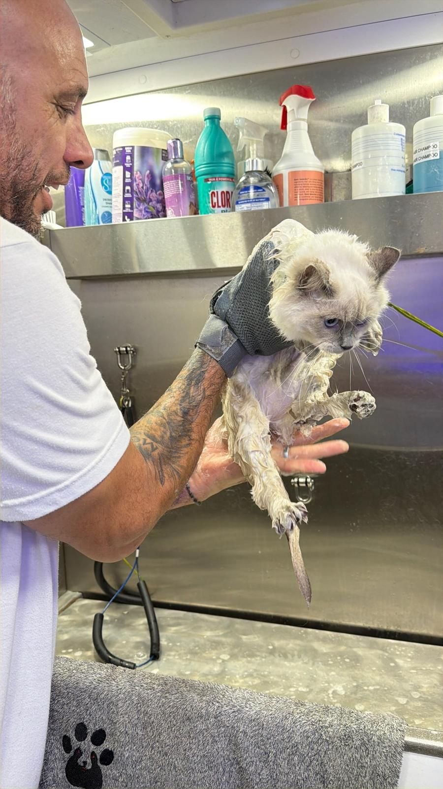 Resultado de grooming 2