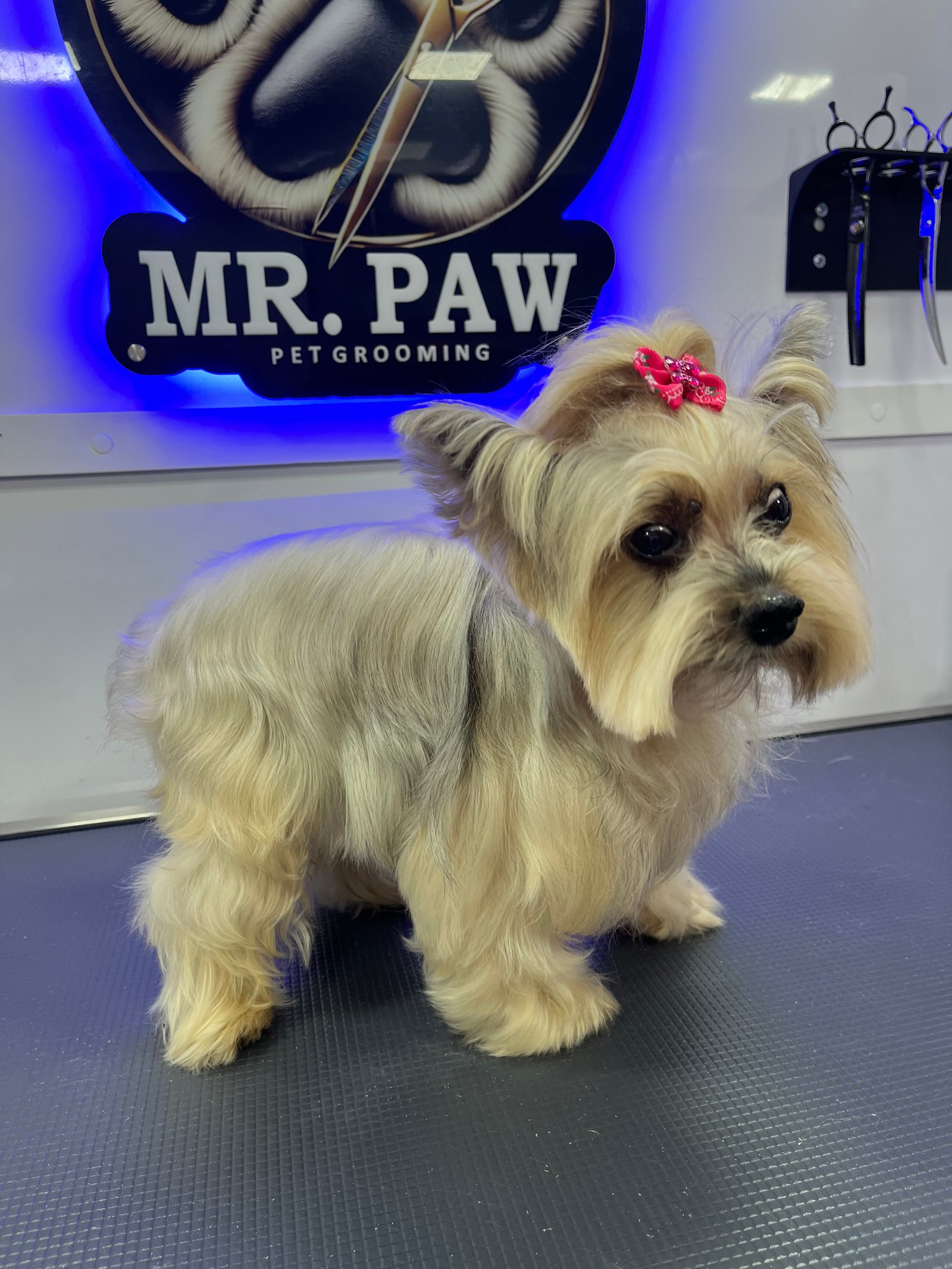 Resultado de grooming 4