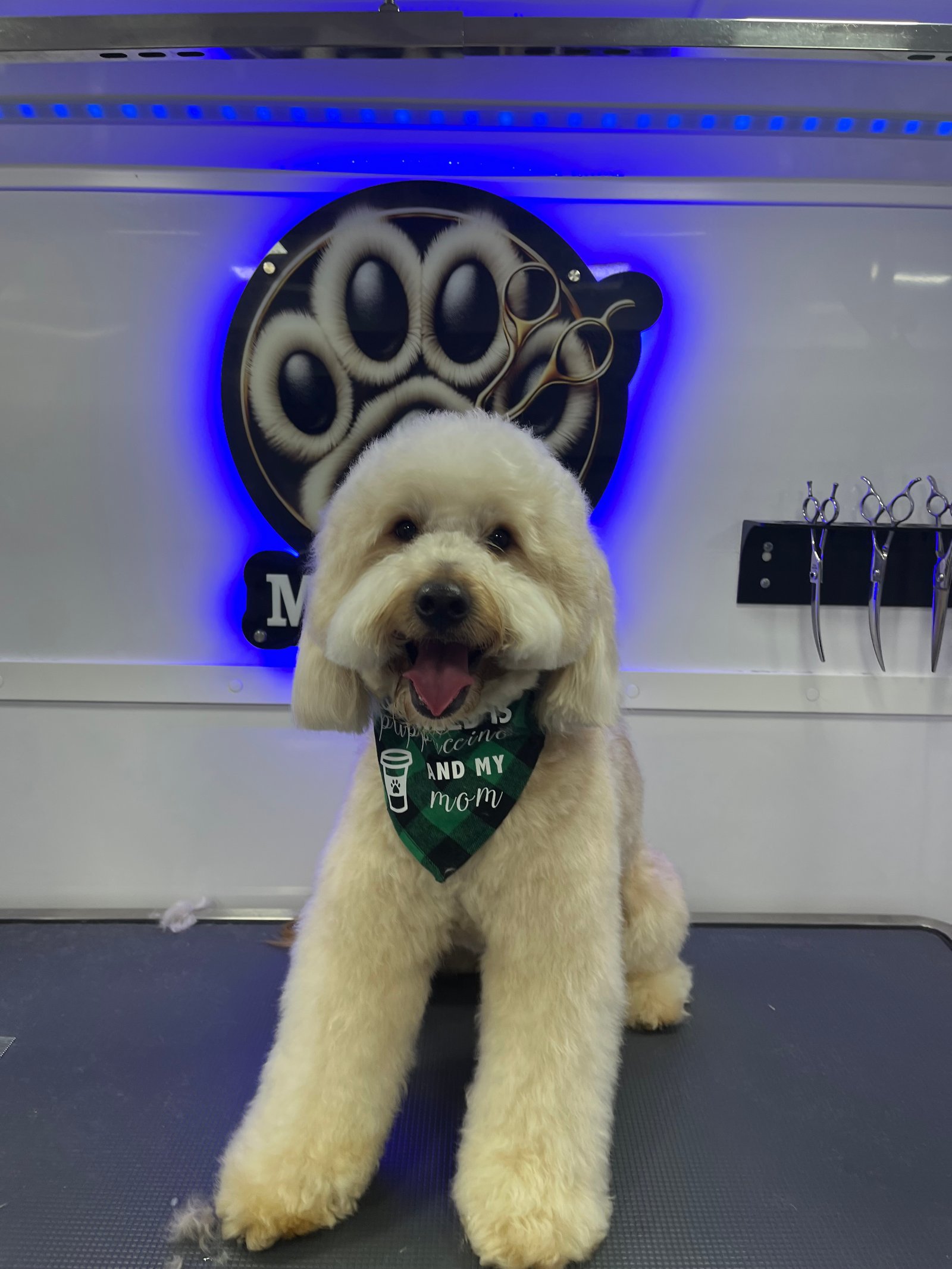 Resultado de grooming 13