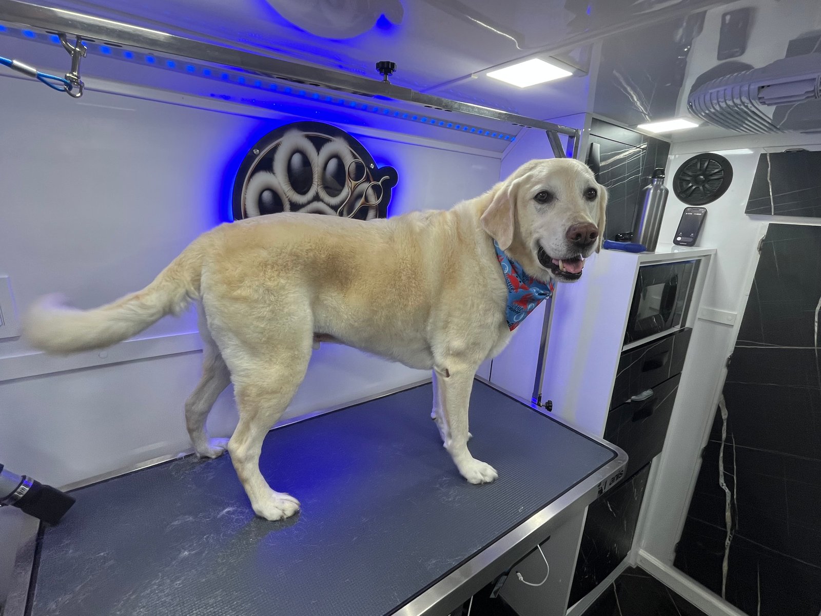 Resultado de grooming 14