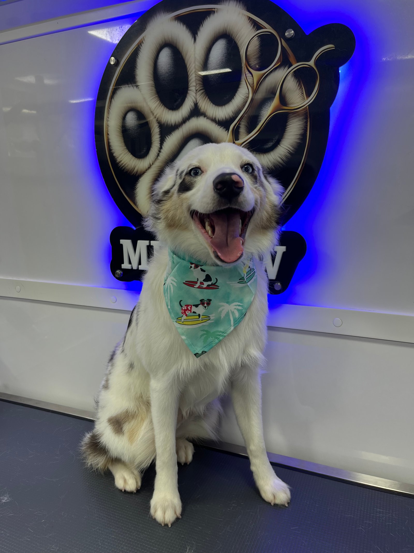 Resultado de grooming 15