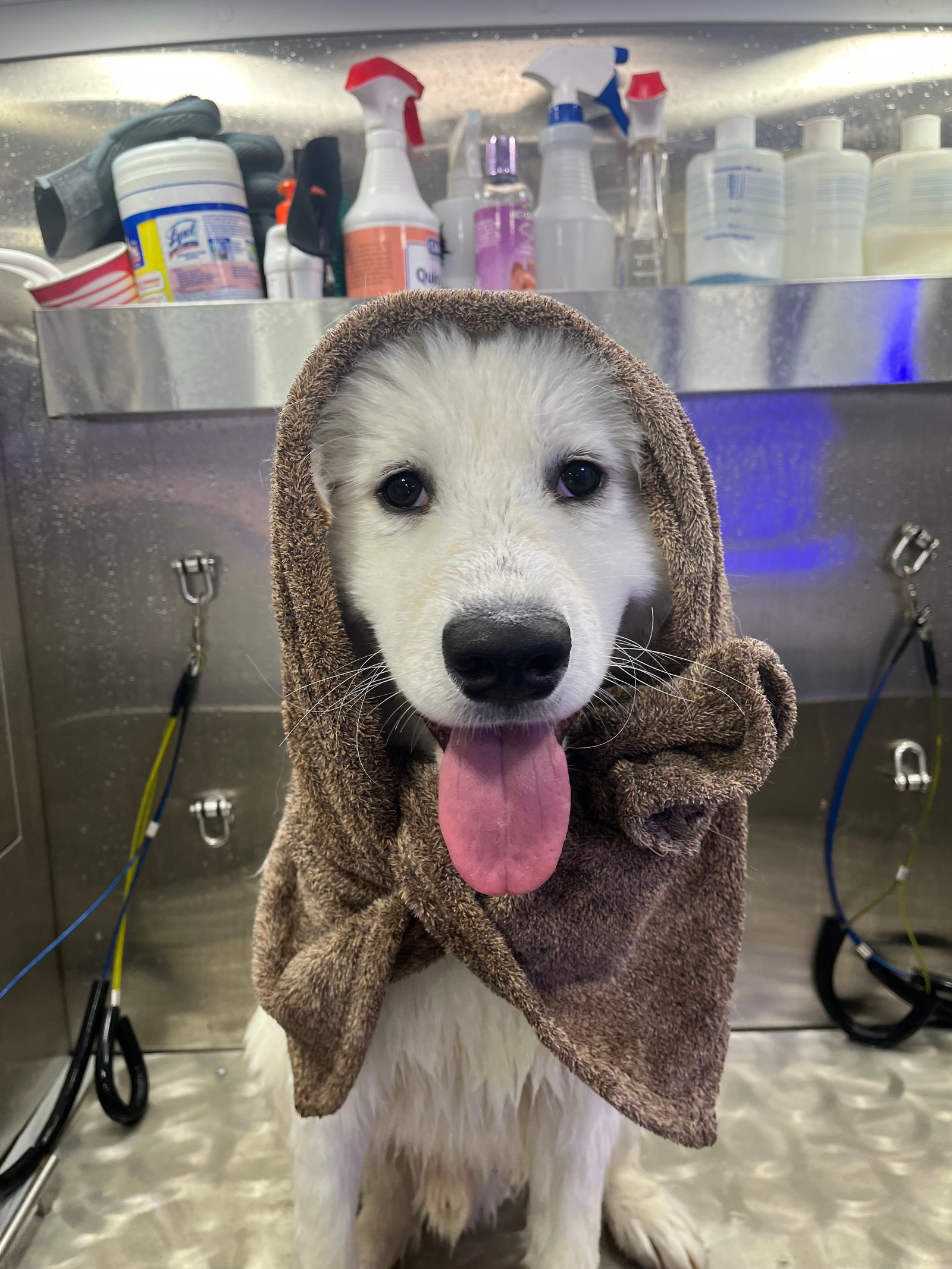 Resultado de grooming 16