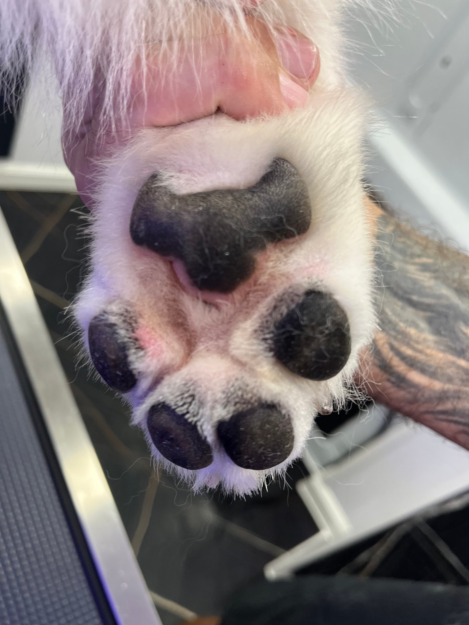 Resultado de grooming 17