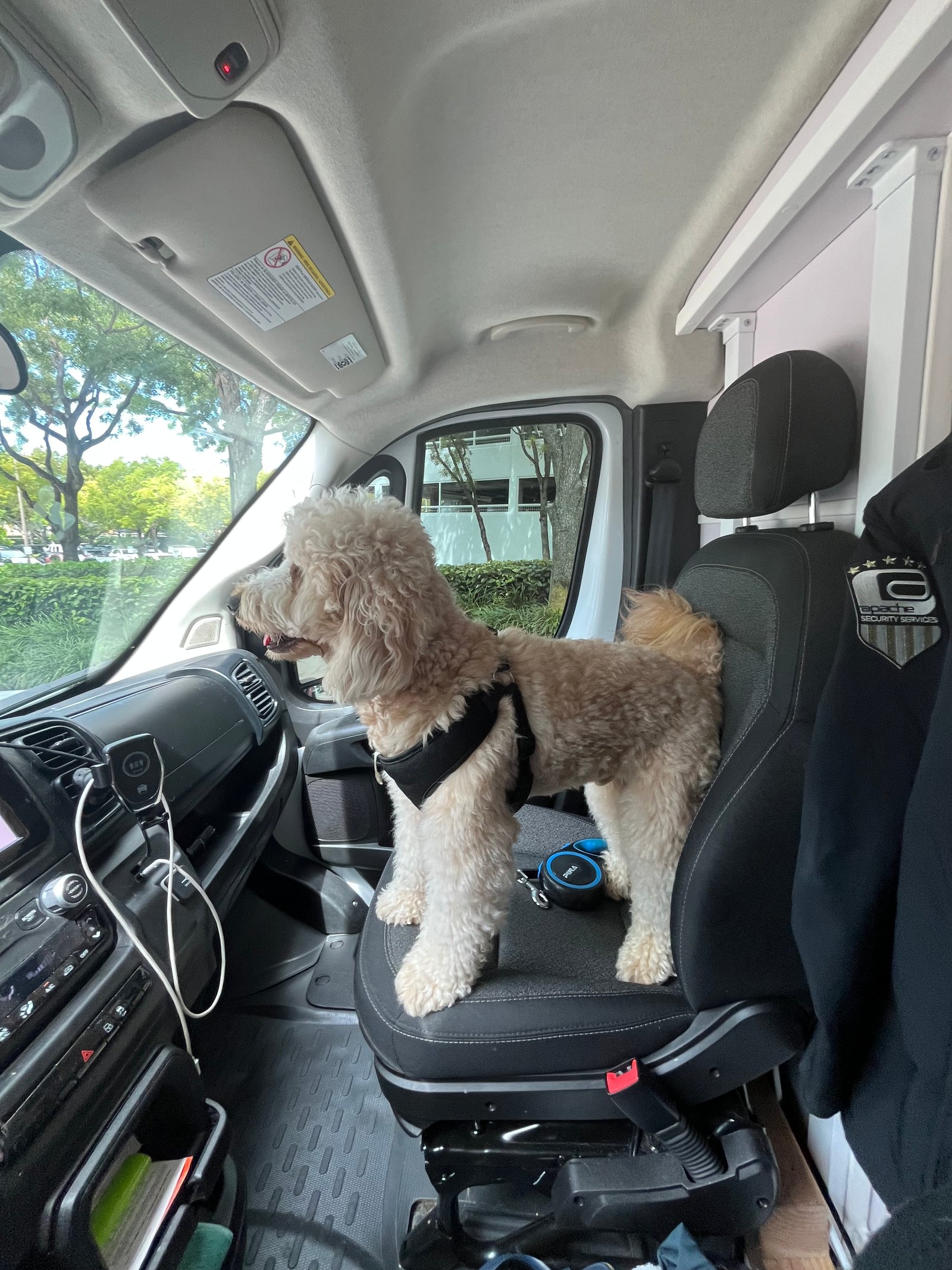 Resultado de grooming 18