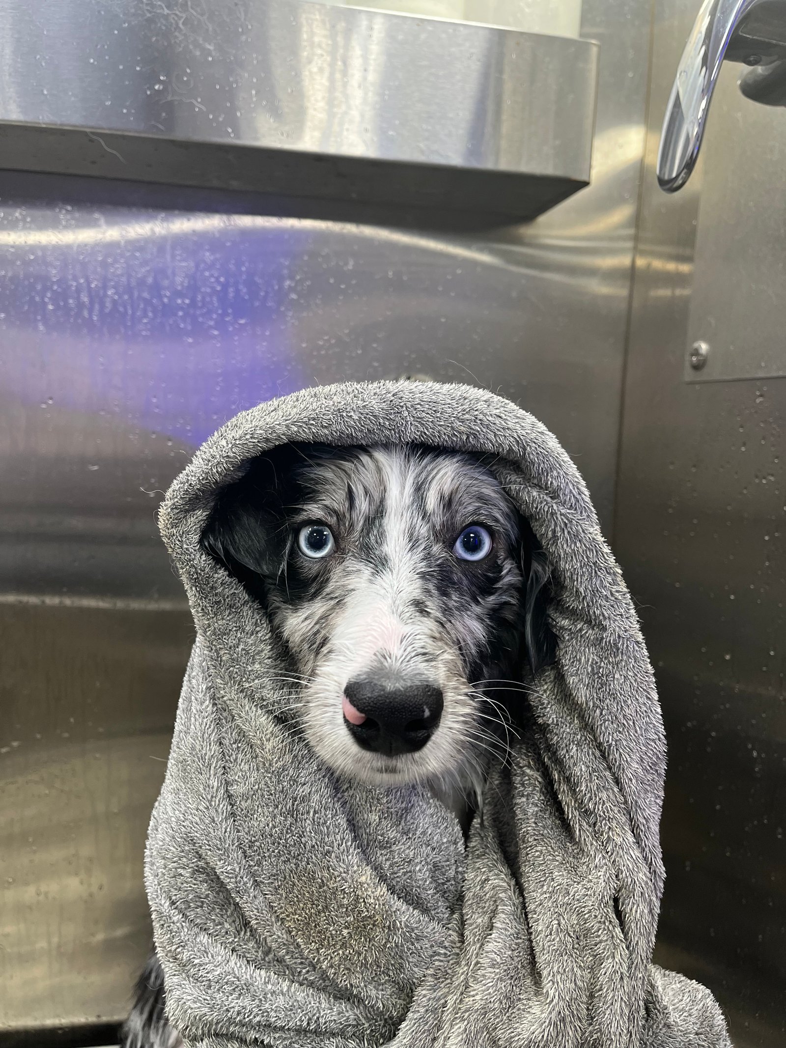 Resultado de grooming 4