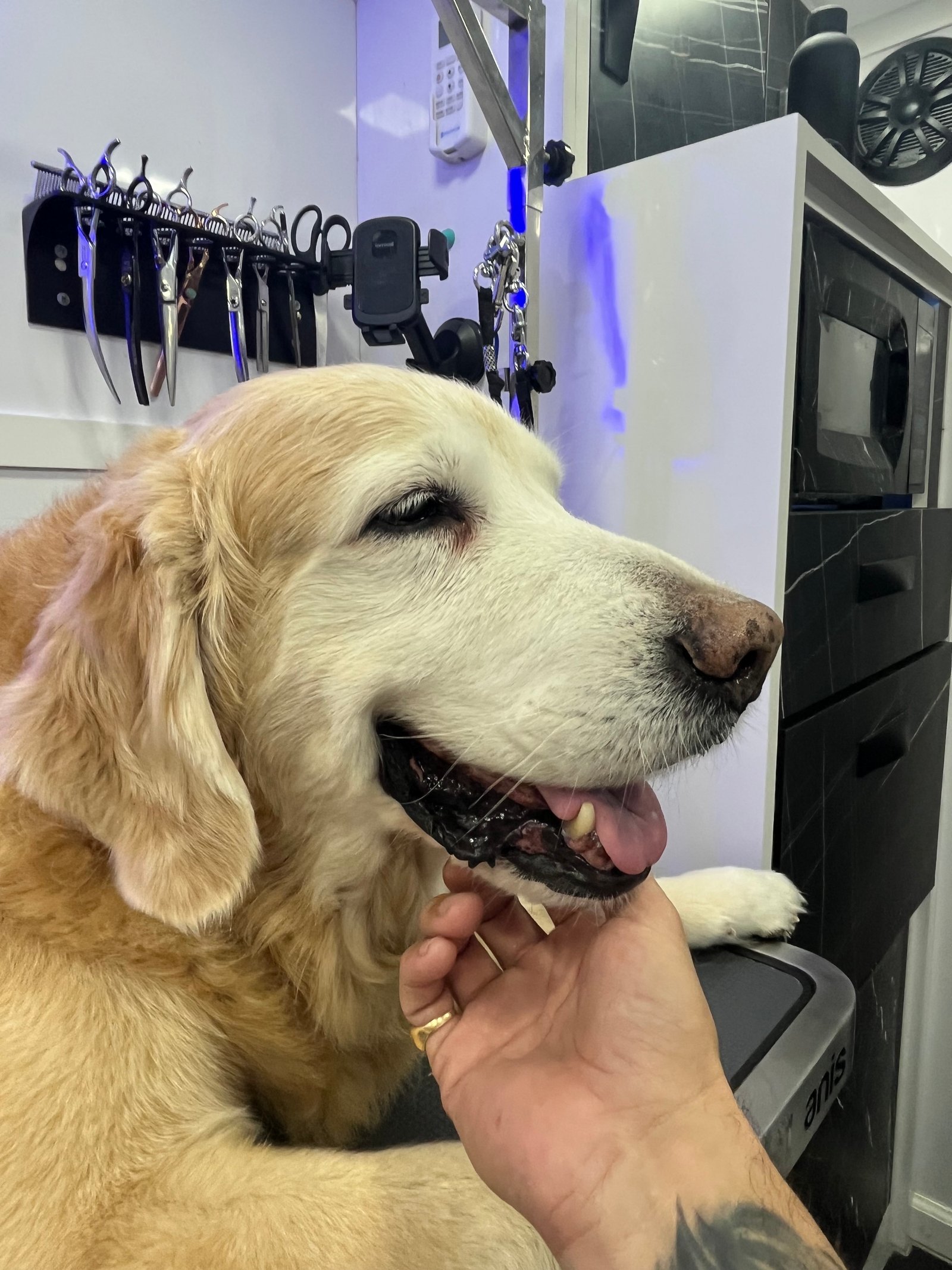 Resultado de grooming 20